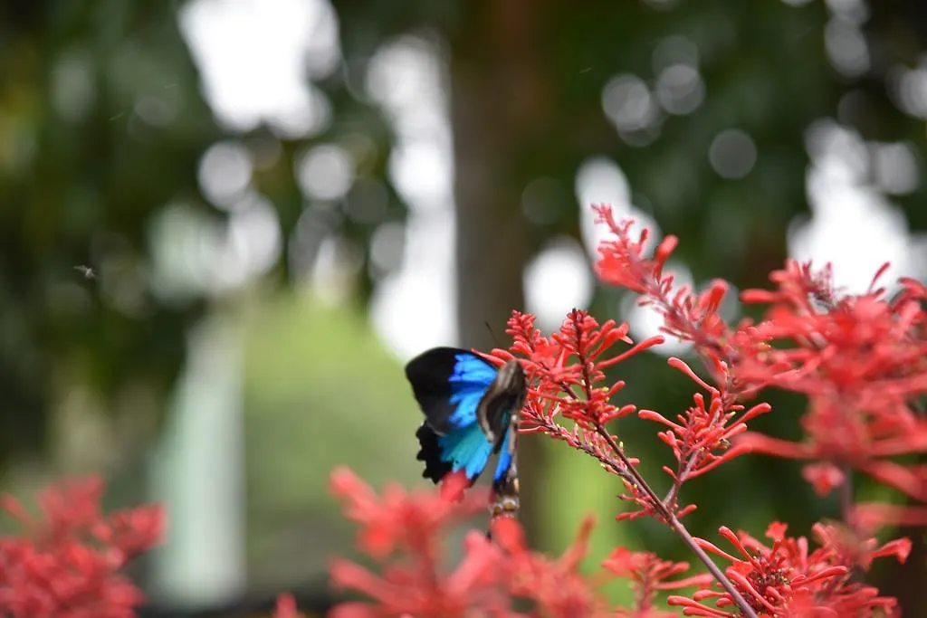 Eden House Retreat Hotel Yungaburra